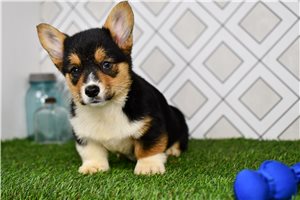 Atticus - Corgi, Pembroke Welsh for sale