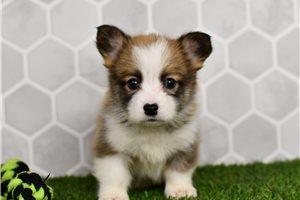 Destiny - puppy for sale