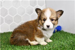 Darlene - Pembroke Welsh Corgi for sale