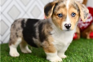 Auggie - Corgi, Pembroke Welsh for sale