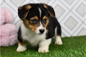 Auburn - Corgi, Pembroke Welsh for sale