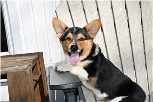 Auburn - Corgi, Pembroke Welsh for sale