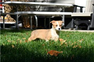 June - Pembroke Welsh Corgi for sale