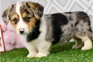 Ashton - Corgi, Pembroke Welsh for sale