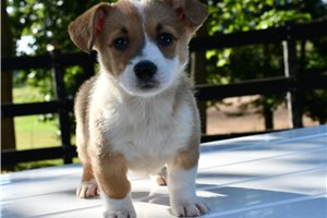 Jade - Pembroke Welsh Corgi for sale