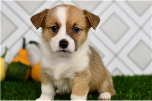 June - Pembroke Welsh Corgi for sale