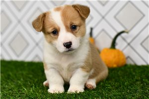 Joker - Pembroke Welsh Corgi for sale