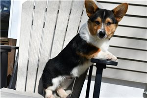 Auburn - Corgi, Pembroke Welsh for sale