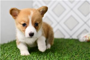 Everly - puppy for sale
