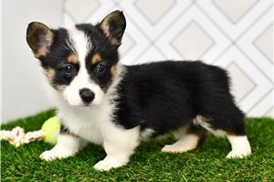 Annabell - Corgi, Pembroke Welsh for sale