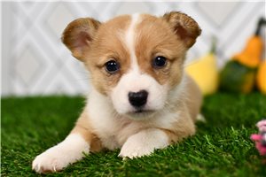 Jolene - Pembroke Welsh Corgi for sale