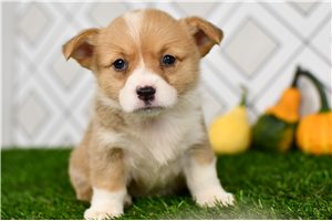 Jackie - puppy for sale