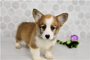 Destiny - Corgi, Pembroke Welsh for sale