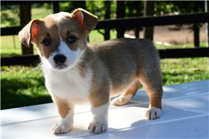 Jade - Pembroke Welsh Corgi for sale