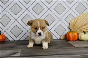 Ryder - puppy for sale