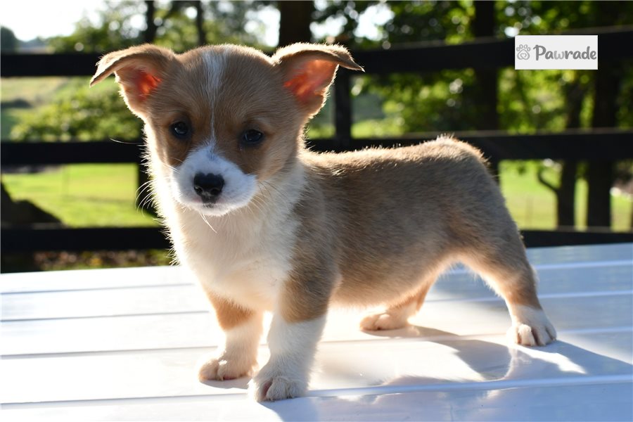 Jackie - Pembroke Welsh Corgi for sale