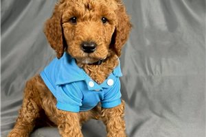 Garfield - Poodle, Standard for sale