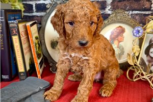 Kira - Poodle, Standard for sale