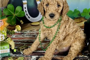 Kona - Poodle, Standard for sale