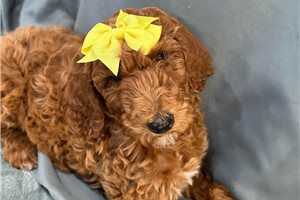 Brexlyn - Poodle, Standard for sale