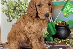Kole - Poodle, Standard for sale