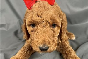 Bridget - puppy for sale