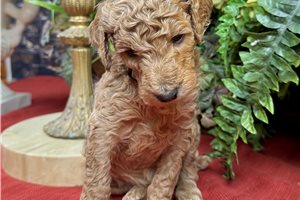 Kona - Poodle, Standard for sale