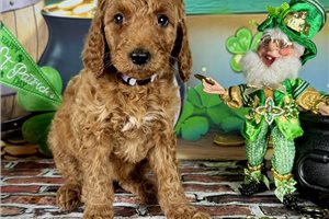 Kira - Poodle, Standard for sale