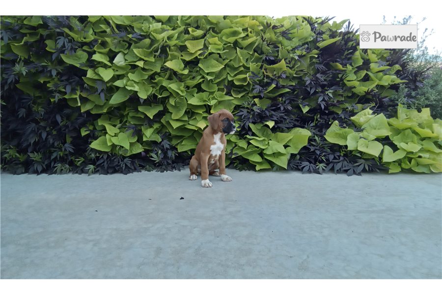 Rick - Boxer for sale