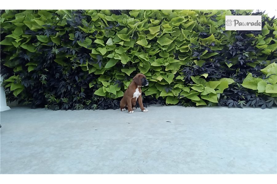 Rider, male Boxer puppy for sale