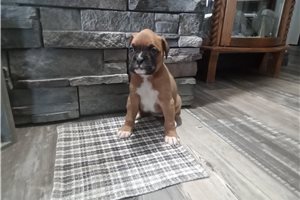 Iona - puppy for sale