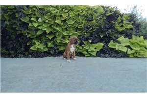 Rick - Boxer for sale