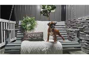 Jillian - Boxer for sale