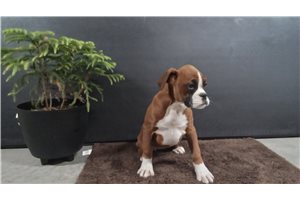 Jasmine - Boxer for sale