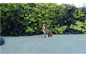 Rico - Boxer for sale