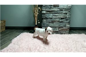 James - puppy for sale
