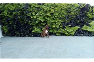 Rider - Boxer for sale