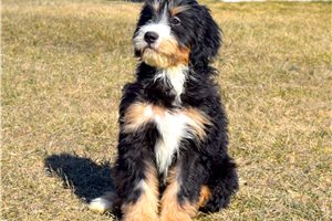 Giovanni - Bernedoodle for sale