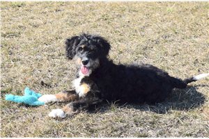 Gianna - Bernedoodle for sale