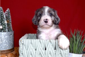 Grant - puppy for sale