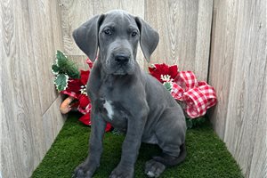 Adaline - puppy for sale
