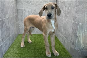 Angus - Great Dane for sale