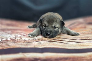 Beck - Shiba Inu for sale