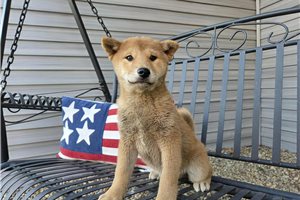 Katherine - Shiba Inu for sale