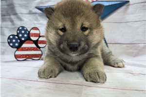 Asami - puppy for sale
