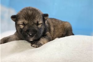Beauregard - Shiba Inu for sale
