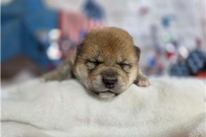 Gozen - Shiba Inu for sale