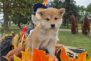 Amelia - Shiba Inu for sale