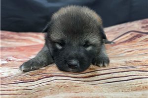 Blakely - Shiba Inu for sale