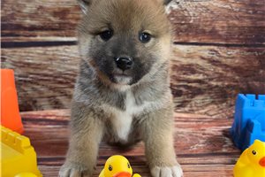 Noor - Shiba Inu for sale